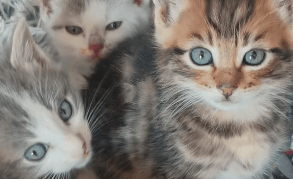 Les chatons à adopter de l'association